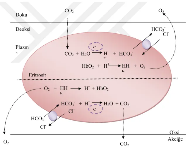 Şekil 1.2. Karbonik anhidrazların eritrositlerdeki rolü. 