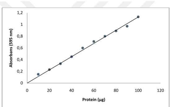 Şekil  4.1.  Bradford  metoduyla  proteinlerin  kantitatif  tayinin  için  kullanılan  standart  grafik