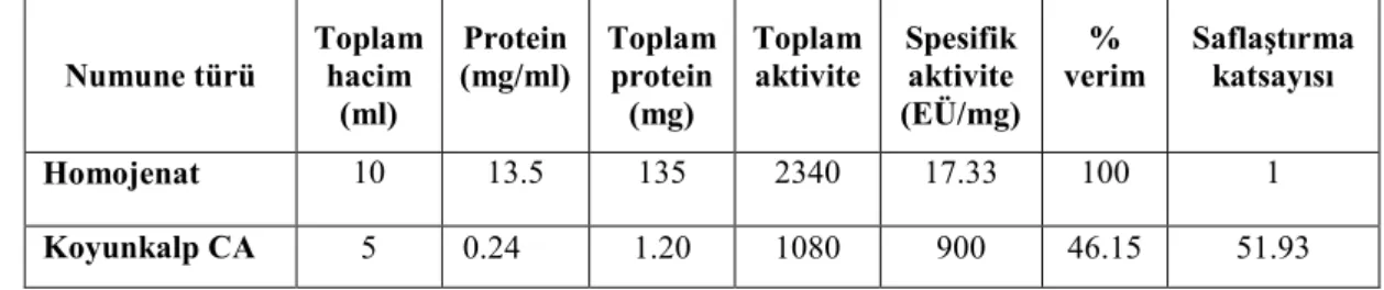 Çizelge 4.1. Koyun kalbinden CA enziminin sülfanilamid afinite kolon materyali ile  saflaştırılma sonuçları