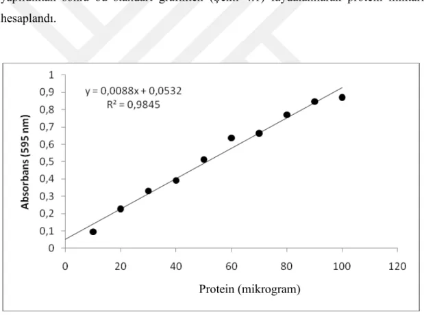 Şekil 4.1. Bradford metoduyla kantitatif tayin için kullanılan standart protein grafiği 