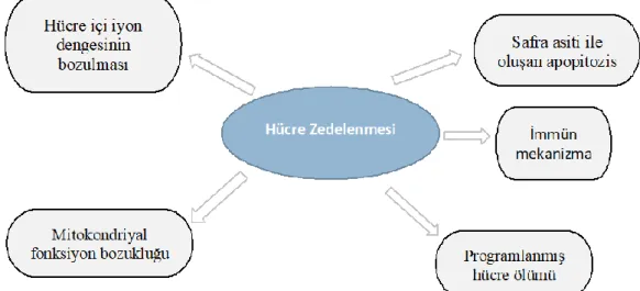 Şekil 2.8. Hücre zedelenme türleri. 
