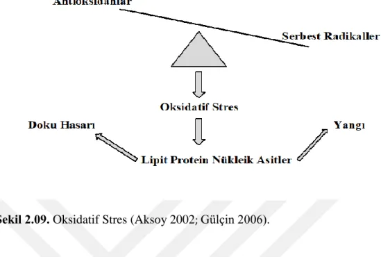 Şekil 2.09. Oksidatif Stres (Aksoy 2002 ;  Gülçin 2006). 