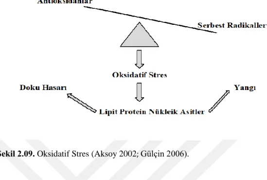 Şekil 2.09. Oksidatif Stres (Aksoy 2002 ;  Gülçin 2006). 