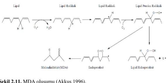Şekil 2.11. MDA oluşumu (Akkuş 1996).  Proteinler Üzerine Etkileri 