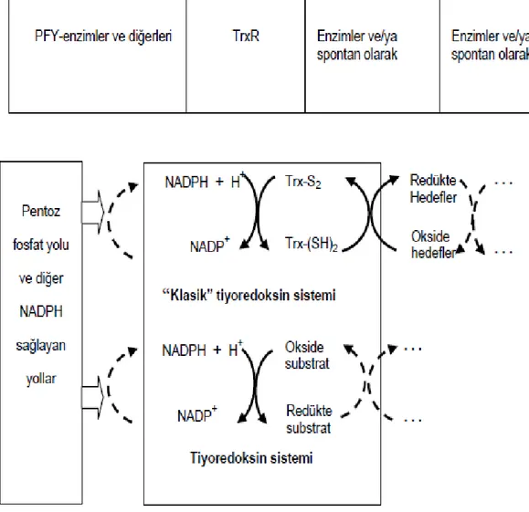 Şekil 1. 3. Tiyoredoksin sistem (Arscott, Gromer, Schirmer, Becker ve Williams, 1997)