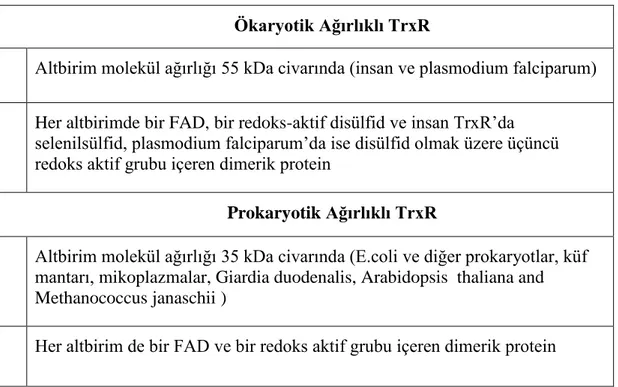 Tablo 1. 2. Tiyoredoksin redüktazların bazı özellikleri (Williams ve ark. 2000) 
