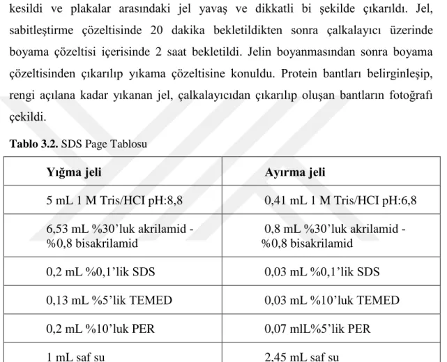 Tablo 3.2. SDS Page Tablosu 