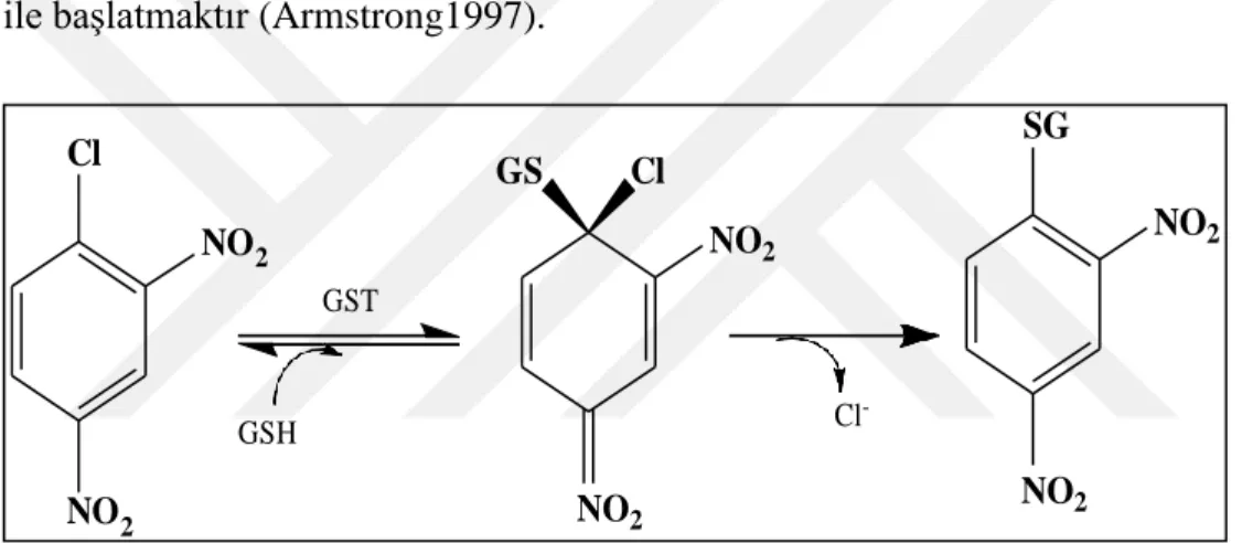 Şekil 1.2. GST enziminin katalizlediği reaksiyon (Habdous et al. 2002). 