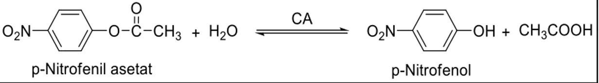 Şekil 3.1. p-Nitrofenilasetatın p-nitrofenole dönüşüm mekanizması.  Bradford yöntemi ile protein tayini 