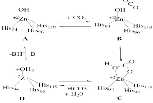 ġekil  1.3.  Karbonik  anhidraz  enziminin  CO 2 -hidratasyon  reaksiyonunu  kataliz 