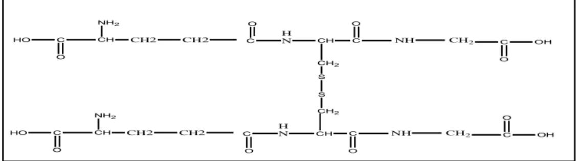 ġekil 1.5.b. Okside glutatyonun yapısı, GSSG, 2(γ-L- glutamil-L-sisteinil-glisin).  