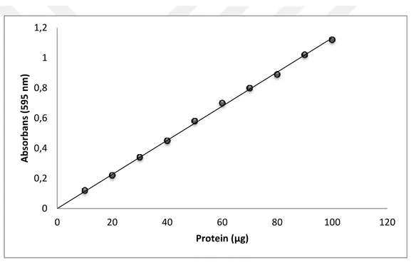 ġekil  4.1.  Bradford  metoduyla  proteinlerin  kantitatif  tayinin  için  kullanılan  standart  grafik