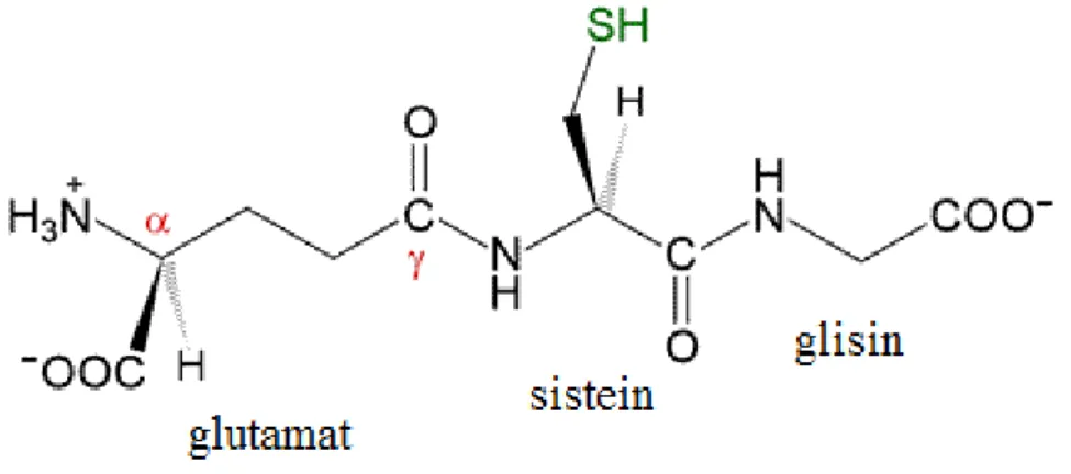 Şekil 1.1. GSH molekülünün yapısı 