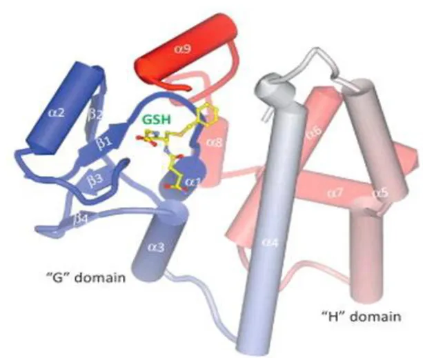 Şekil 1.2. GST enziminin 3-D yapısı (Wu and Dong, 2012). 