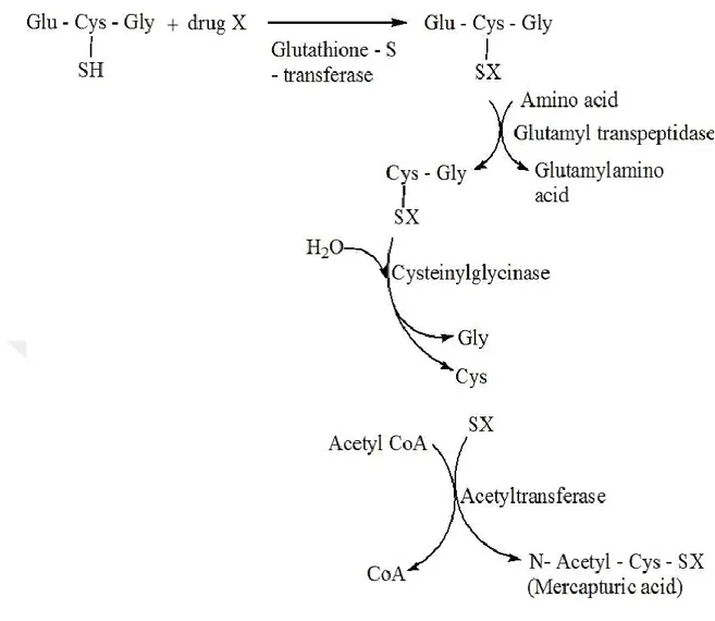 Şekil 1.3. GST enzimlerinin katalizlediği konjugasyon reaksiyonu (Magoma 2013). 