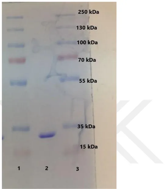 Şekil 4.2. Afinite kromotografisiyle saflaştırılmış olan GST enziminin SDS-PAGE 