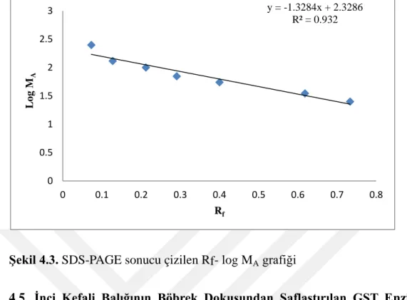 Şekil 4.3. SDS-PAGE sonucu çizilen Rf- log M A  grafiği 