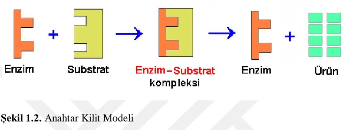 Şekil 1.2. Anahtar Kilit Modeli 