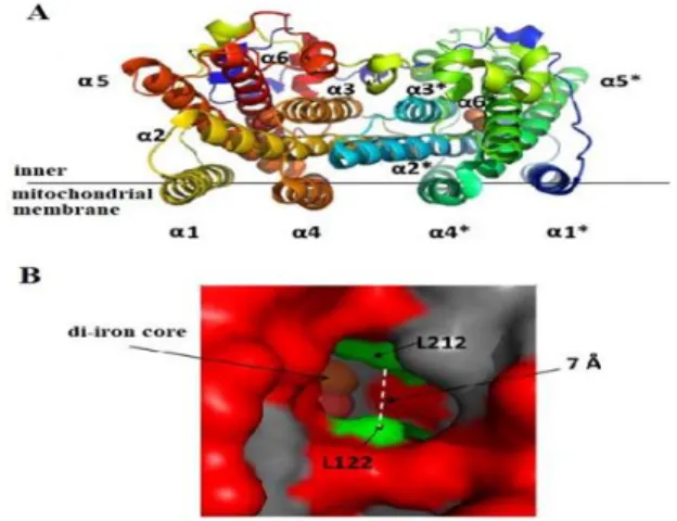 Figure 1. The structure of alternative oxidase (AOX)  (MAY  et  al.  2017)  (A)  In  the  dimeric  structure  of  AOX, helices are labelled α1- α6 and α1*- α6* on the  neighbouring  monomer