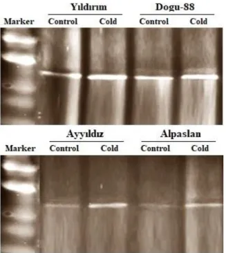 Figure  2.  The  AOX  protein  bands  in  the  leaves  of  wheat  cultivars  grown  under  control  and  cold  stress