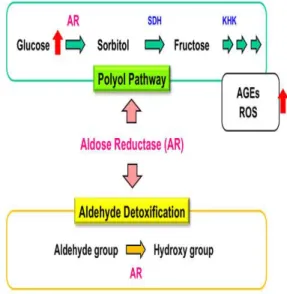 Figure 1. The role of aldose reductase enzyme under 