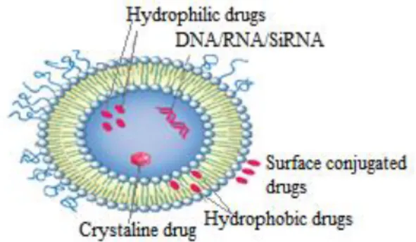 Figure 3. Structure of liposome (RAFE and AHMET   2017) 