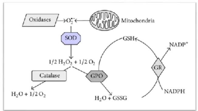 Figure 1. Schematic representation of the endogenous 