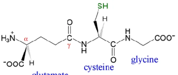 Figure 2. Structure of reduced glutathione; glutamate 