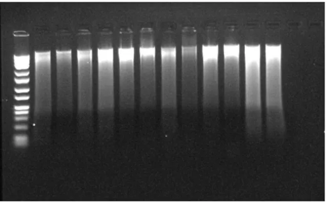 Figure  1  DNA  isolation  results  of  S.  cerevisiae 