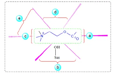 Şekil 5.1. Asetilkolinesterazın aktif bölgesi ile asetilkolin arasındaki etkileşme. 