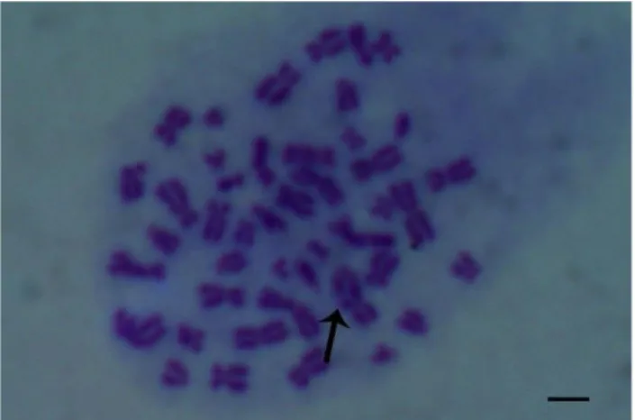 Figure  6.  Sister  chromatid  union  (KKB),  24-hour  treatment (x1000). 