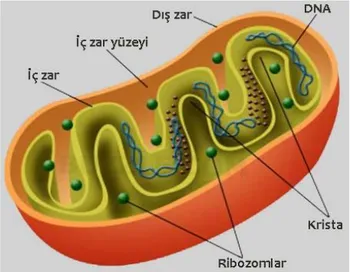 Şekil 2.1. Mitokondriyon yapısı 