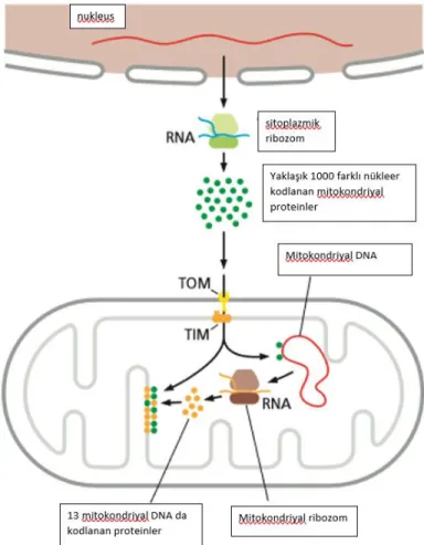 Şekil 2.3. Mitokondriyal ve nükleer genomda kodlanan proteinler (8). 