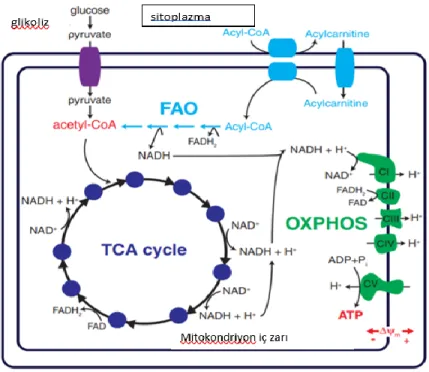 Şekil 2.4. Mitokondriyon metabolizması (10)  