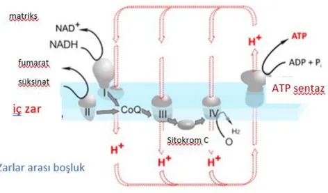 Şekil 2.5. Mitokondriyal solunum zincir bileşenleri (9).  