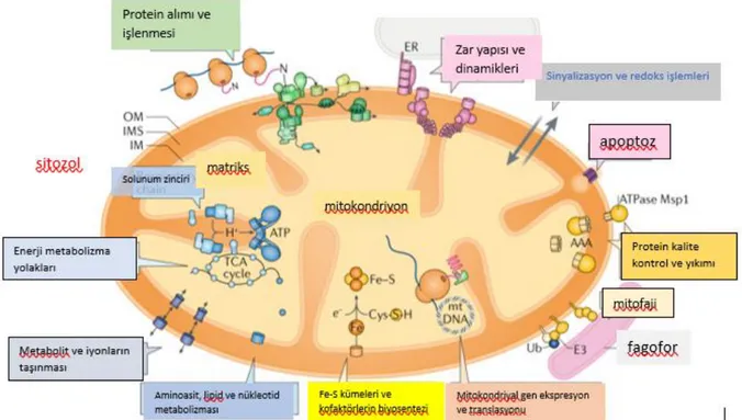 Şekil 2.6. Mitokondriyon fonksiyonları (5) 