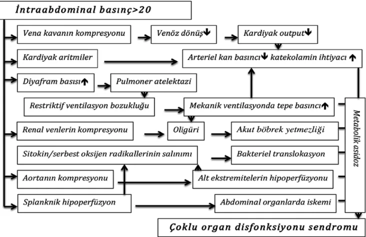 Şekil 1. Abdominal kompartman sendromunun patofizyolojisi (2)
