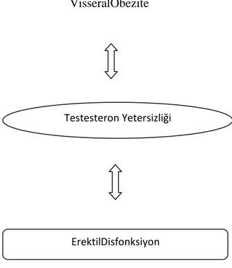 Şekil 1. Hormonal Değişim ve Yağ Dokusu İlişkisi (27) 