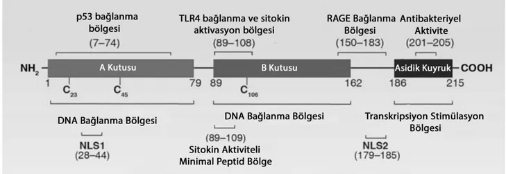 Şekil 3. HMGB1in temel aminoasit yapısı 