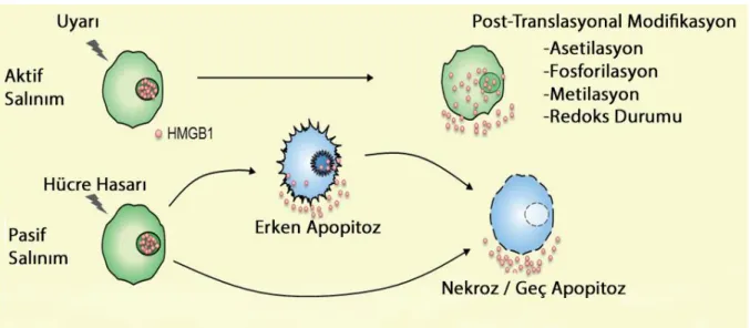 Şekil 5. HMGB1 salınımı ve post-translasyonel modifikasyonu 