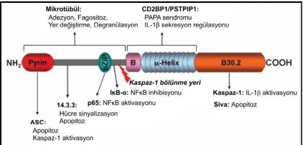 Şekil 2.2. Pyrin proteinin Ģematik görünümü (37). 