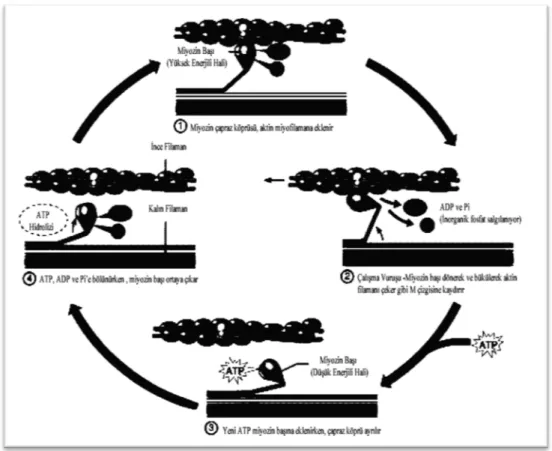 Şekil 2.2 Kas Kasılması ve Gevşemesinde Aktin-Miyozin İlişkisi 