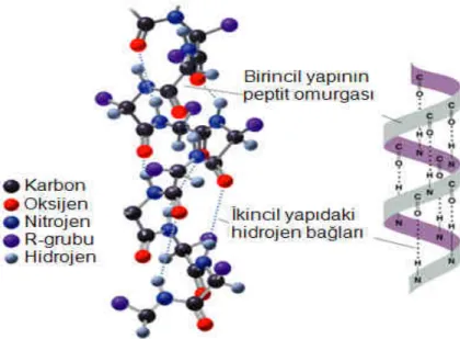 Şekil  1.3.1.3  β-konformasyonu  (Karen  C.  Timberlake,  &#34;General,  Organic,  and  Biological Chemistry&#34;, Benjamin Cummings, 2003) 