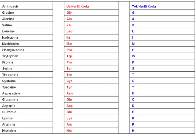 Çizelge 3.6.1.1 Amino asitler ve Kısaltmaları 