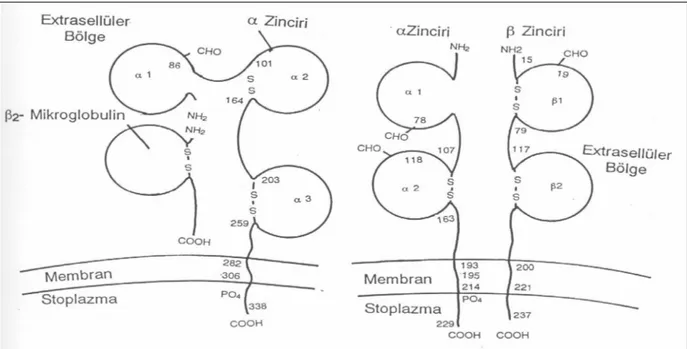 şekil 2: HLA sınıf І ve П antijenlerinin şematik görünümü
