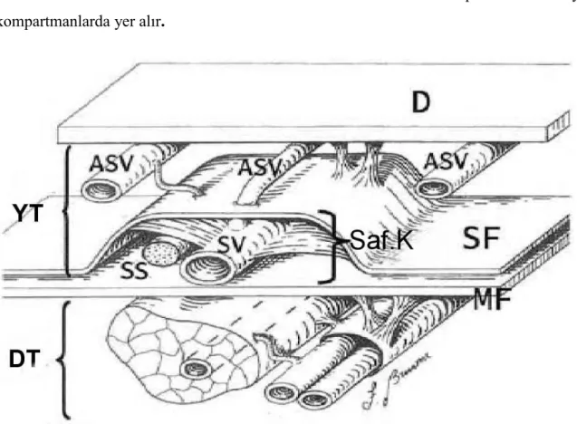 Şekil  2.2.  Alt  ekstremite  venlerinin  fasiyal  kompartmanlarla  ilişkisini  gösteren  şematik  resim 