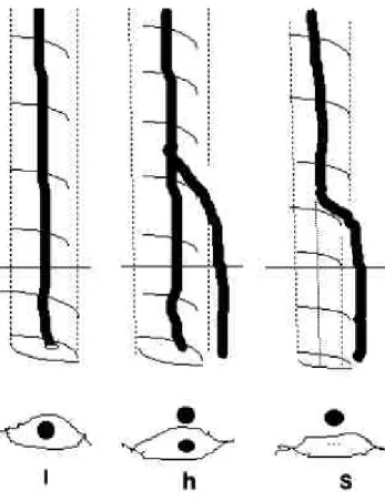 Şekil 2.7. Vena  safena  magna  ve  dallarının  uyluk  düzeyinde  fasiyal  kompartmanlarla  ilişkisi ve anatomik varyasyonlarının şematik çizimi