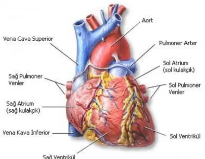 ġekil 2.1 Kalbin anatomisi [20] 