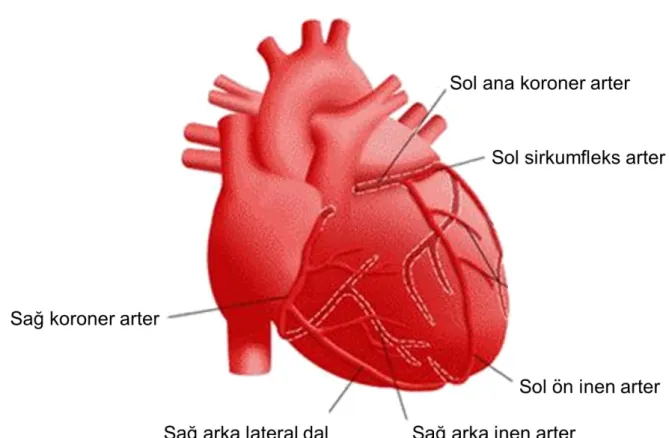 ġekil 2.3 Koroner arterler [22] 