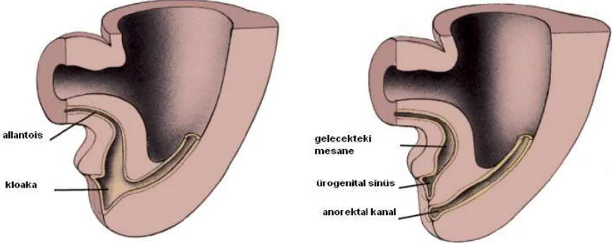 Şekil  2.1:  Ürogenital  sinüs  gelişimi.  Dört  ve  altıncı  hafta  arası,  kloaka  anterior  urogenital  sinüs  ve  posterior  anorektal  kanal  olarak  ikiye  bölünür